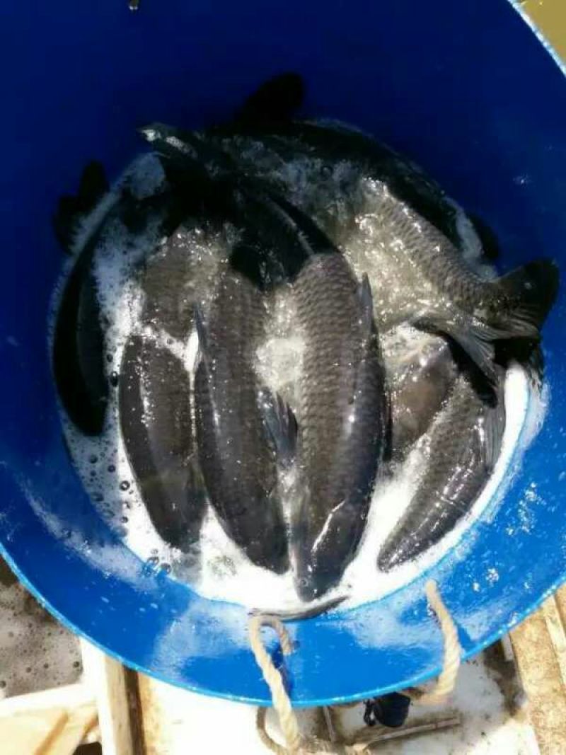池鲤鱼食用1~2公斤