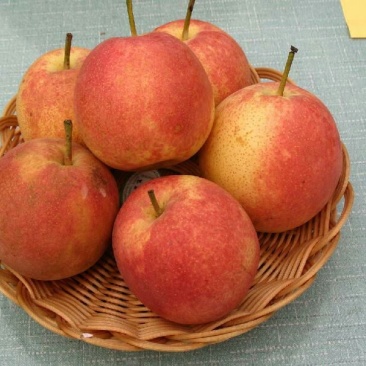 梨200~250g光果