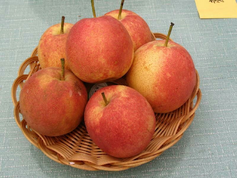 梨200~250g光果