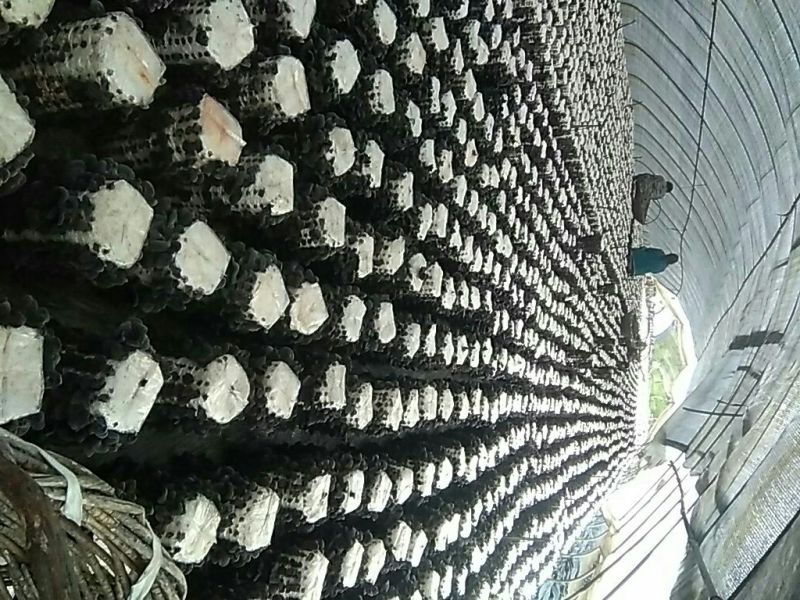 干木耳特级