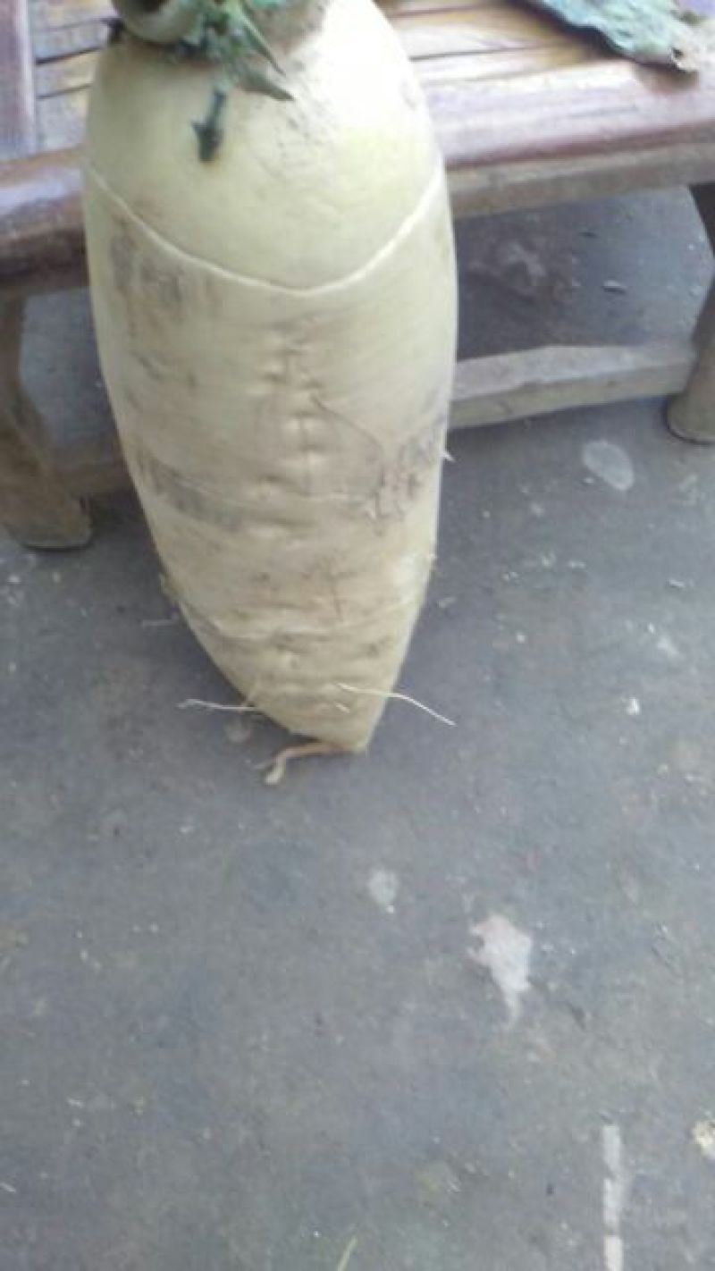 白皮白萝卜