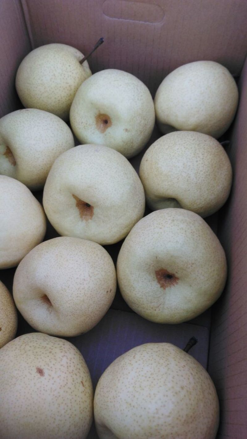蒲城酥梨250~300g纸箱