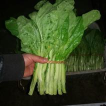 白菜苔15~20厘米