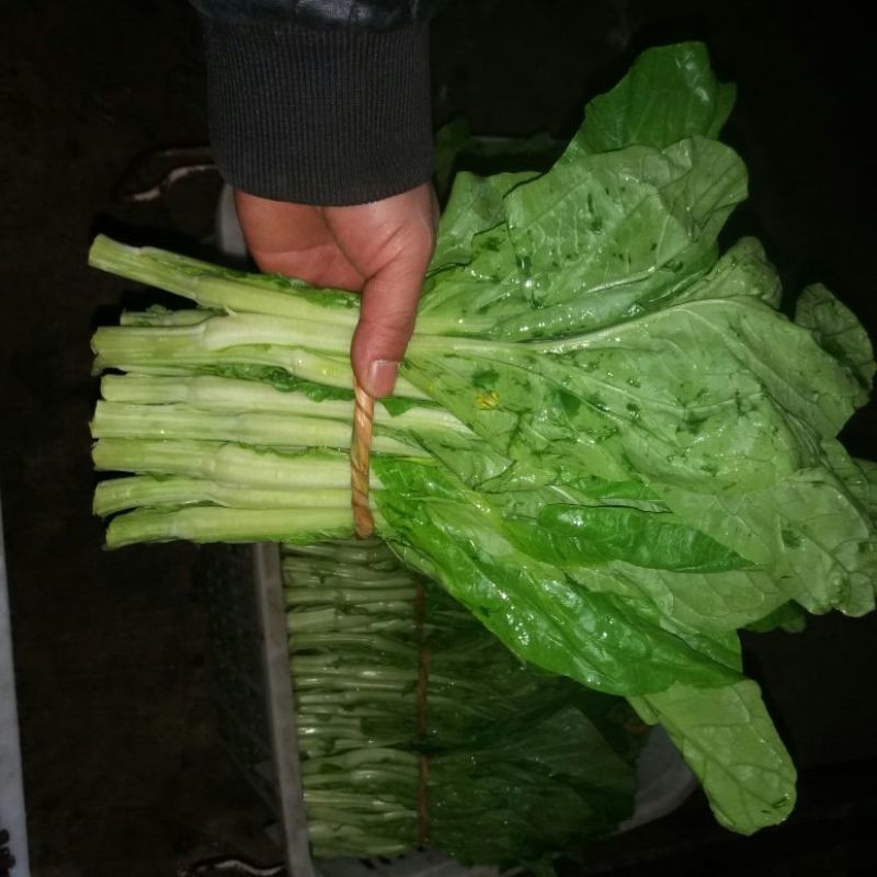 白菜苔15~20厘米