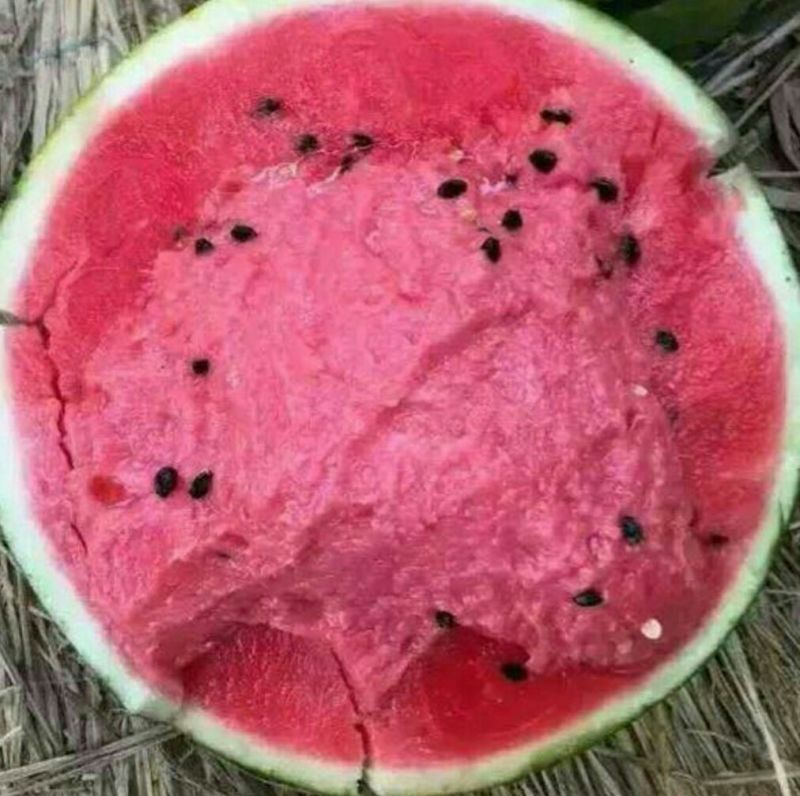 白茄子种子