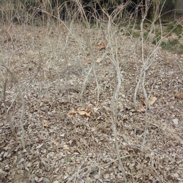 紫藤1~2cm1~1.5米，山东泰安紫藤基地，2-3