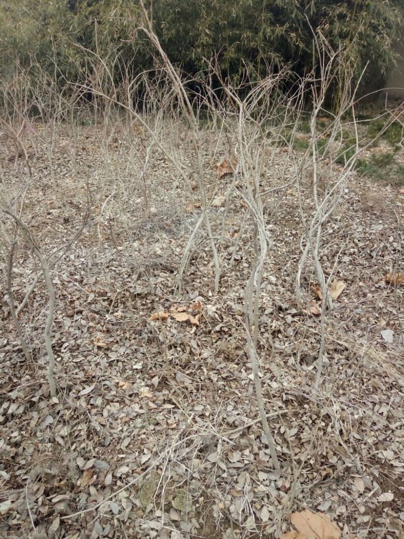 紫藤1~2cm1~1.5米，山东泰安紫藤基地，2-3