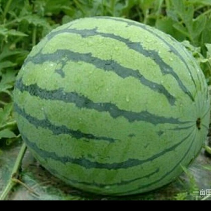 河南开封市通许县无籽西瓜 8斤打底 8成熟 1茬