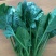 大叶菠菜20~25厘米