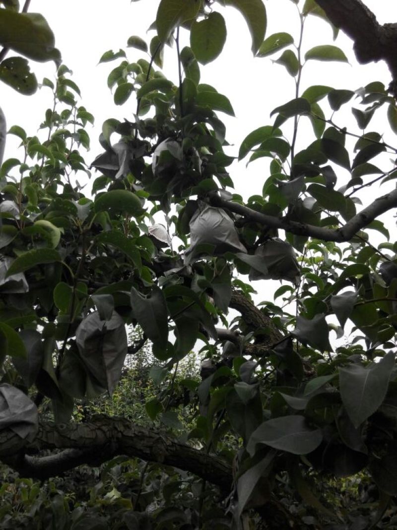 山东冠县水果基地丰水梨纸袋300~350g