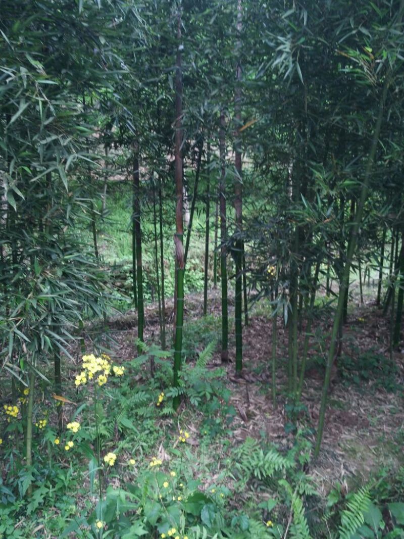 雷竹2~3m