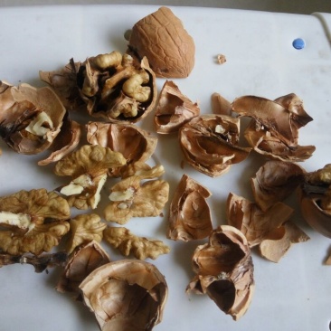 香玲核桃30mm以上去皮干