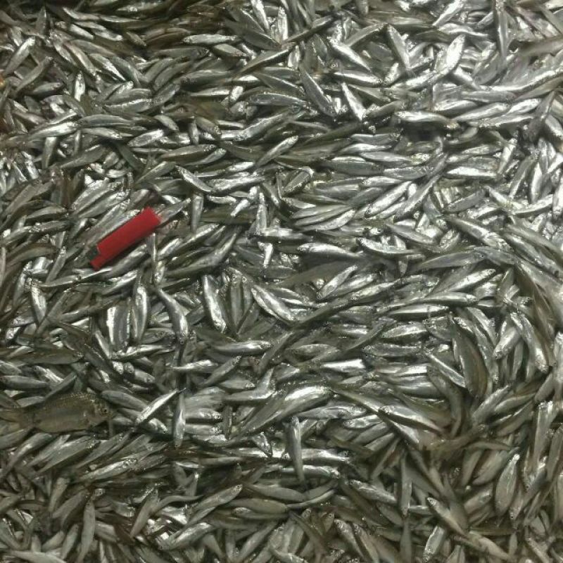 小白鱼