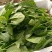 大叶菠菜15~20厘米
