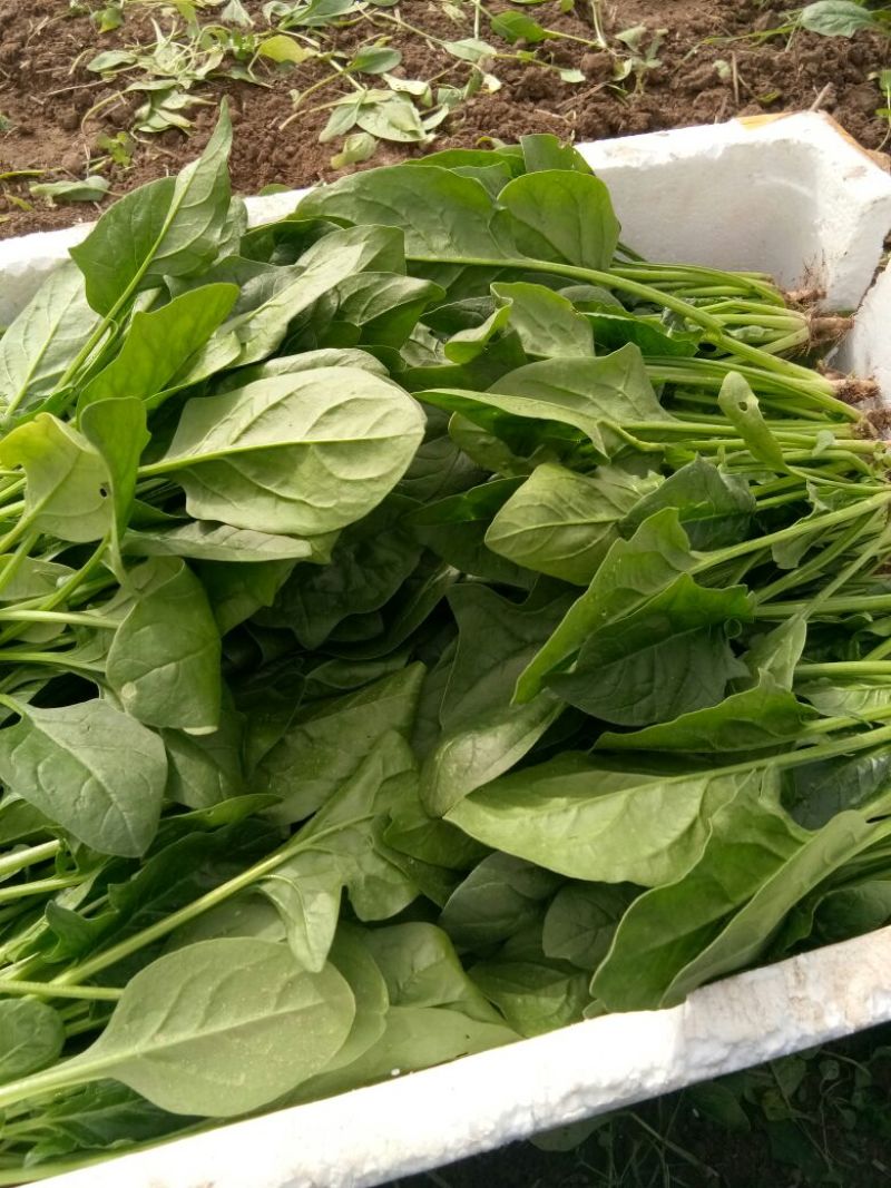 大叶菠菜15~20厘米