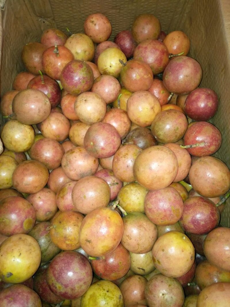 百香果紫果70~80g