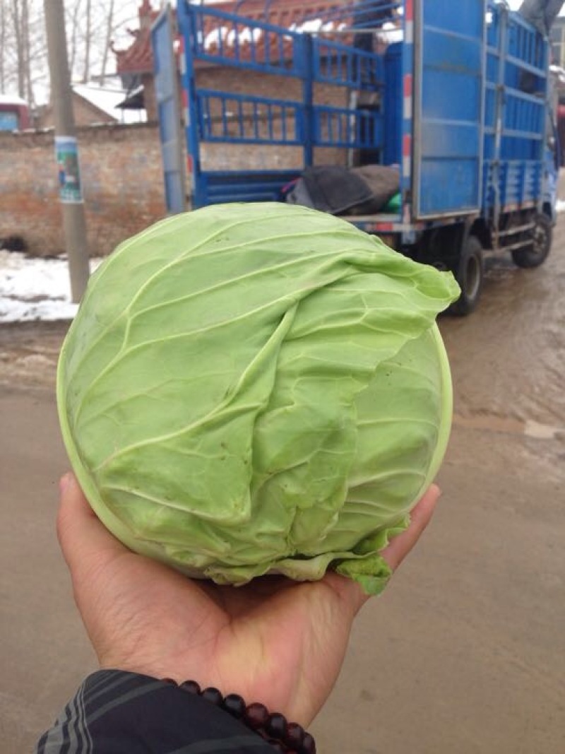 精品甘蓝商超专供，产地发货品质保证，代发全国，
