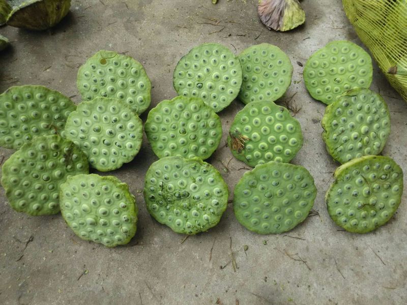 莲蓬莲子新鲜大别山湖北蕲春黄冈