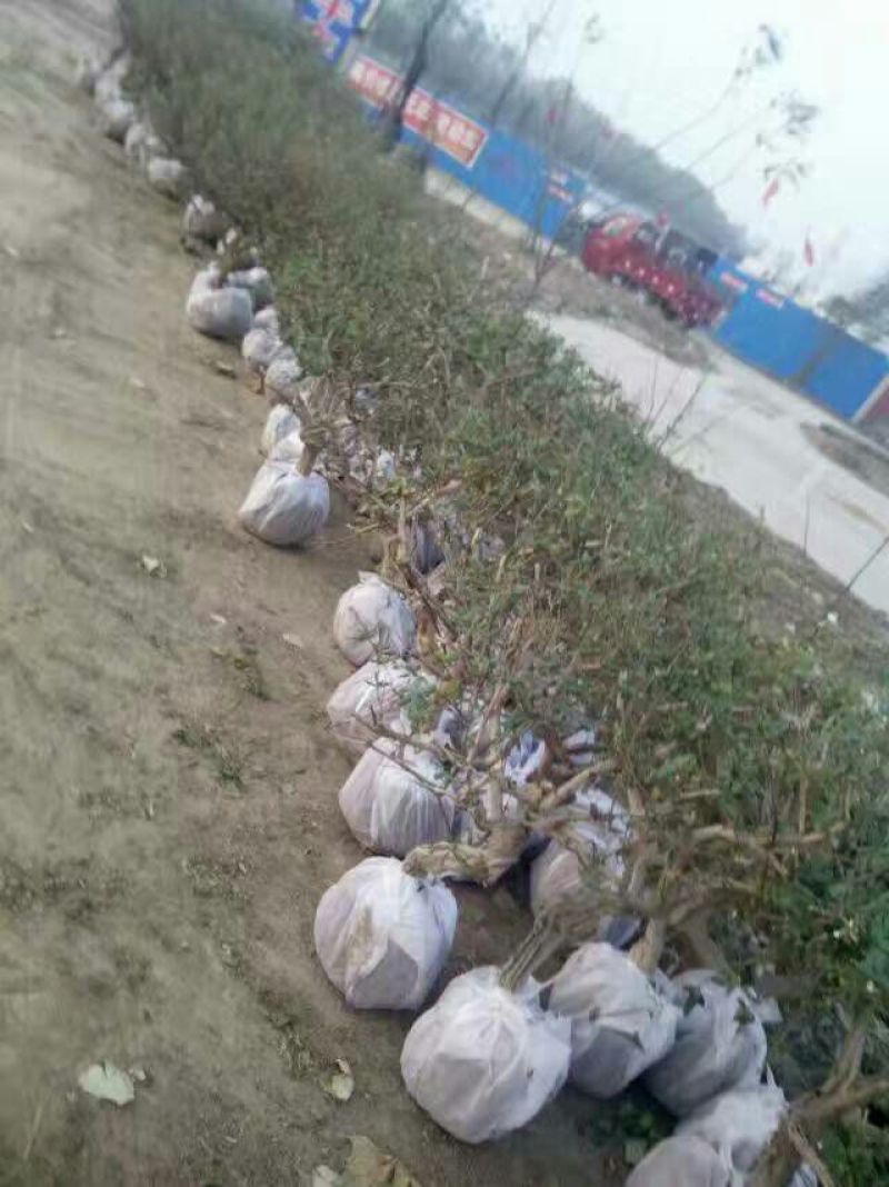 金银花1米以下
