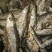 鱼干炸鱼干