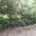 番石榴苗红宝石番石榴