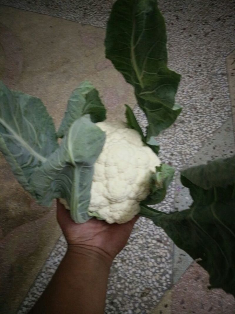白花菜散装