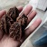 文玩核桃去皮后清洗纯干品