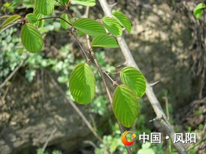 藤茶一级