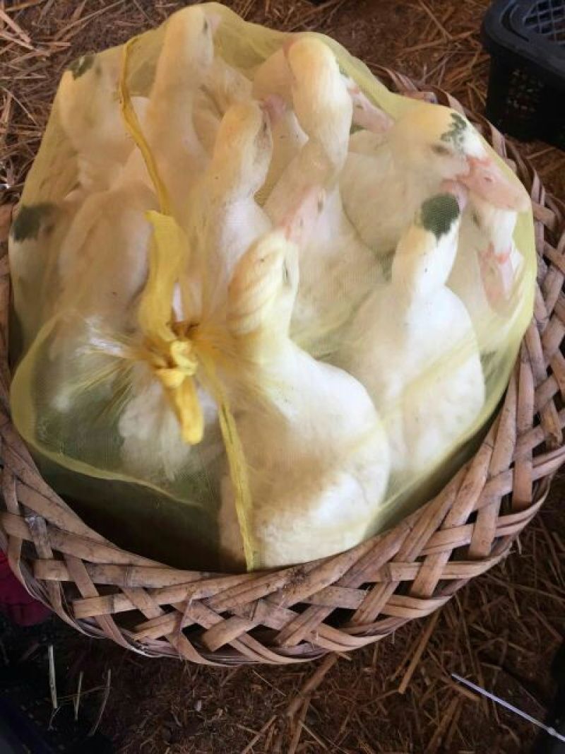 鸡苗1斤以下珍珠鸡贵妃鸡火鸡山鸡大脚鸡，麻鸡蛋鸡
