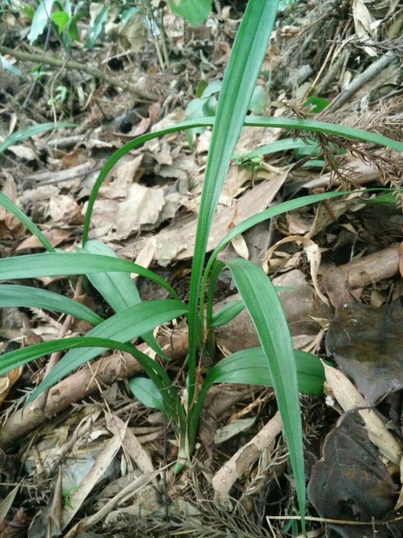吉祥草