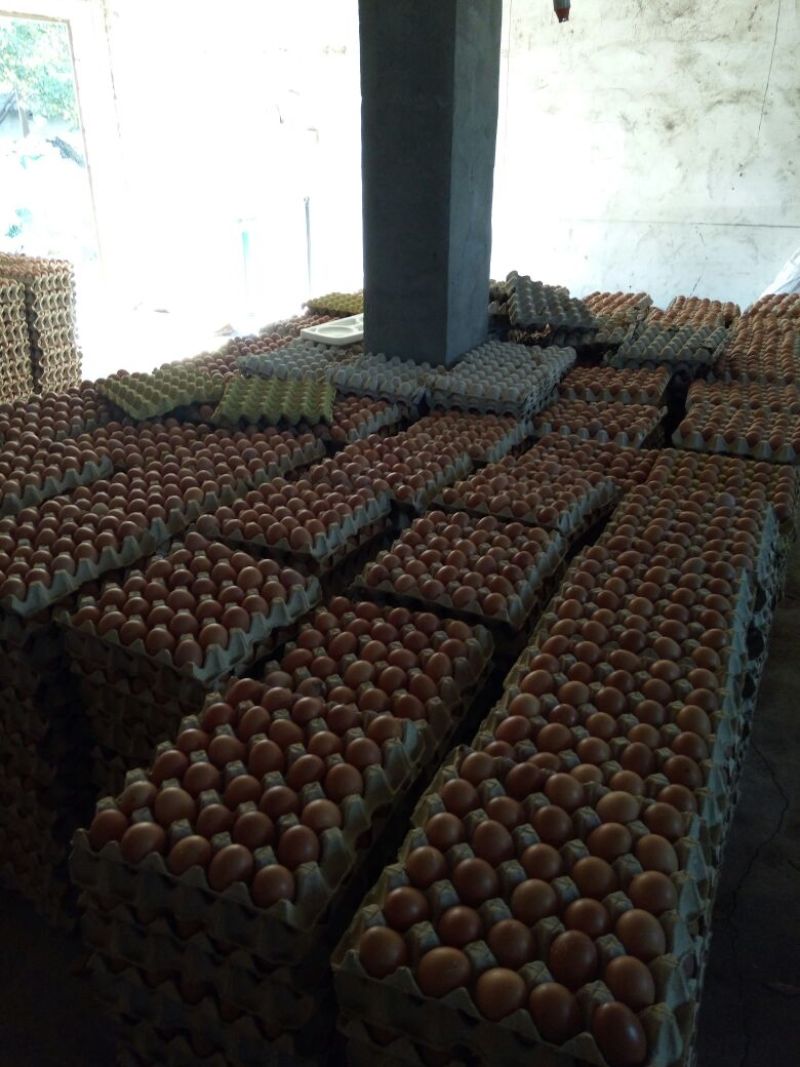 精品包装大中小码，养殖场直供，诚信经营，可长期供货，