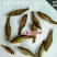 鲤鱼干