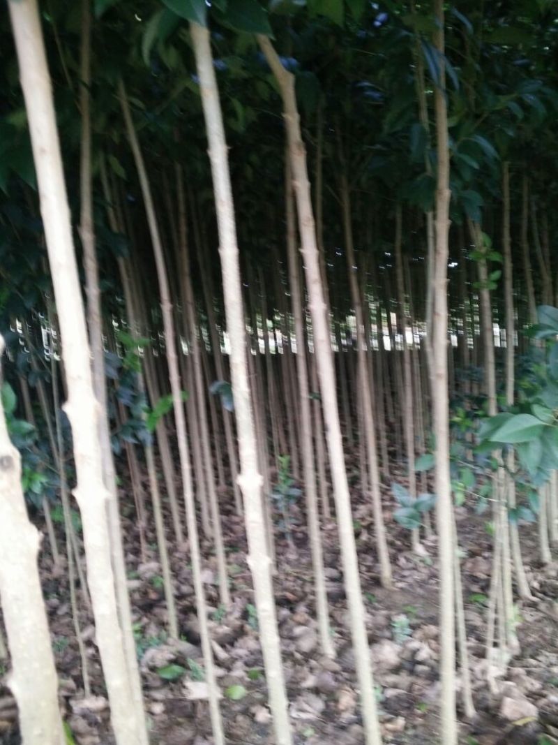 大叶女贞4cm以下