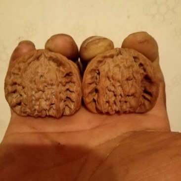 麻核桃去皮干