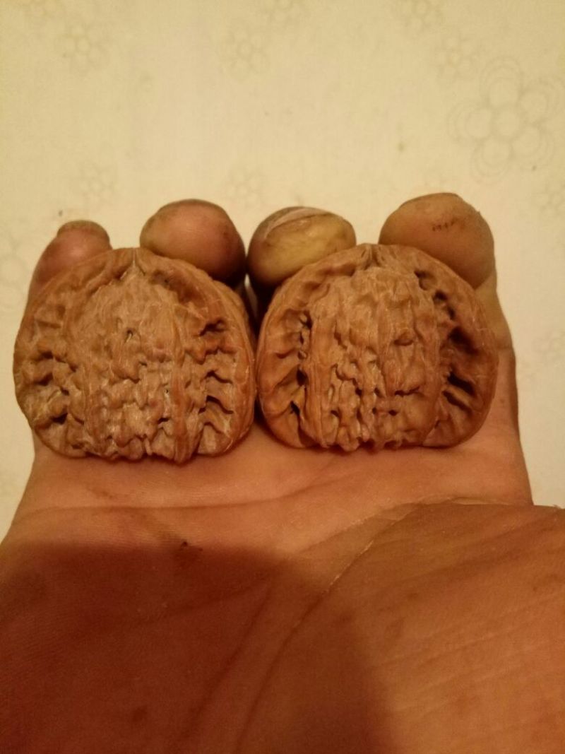 麻核桃去皮干