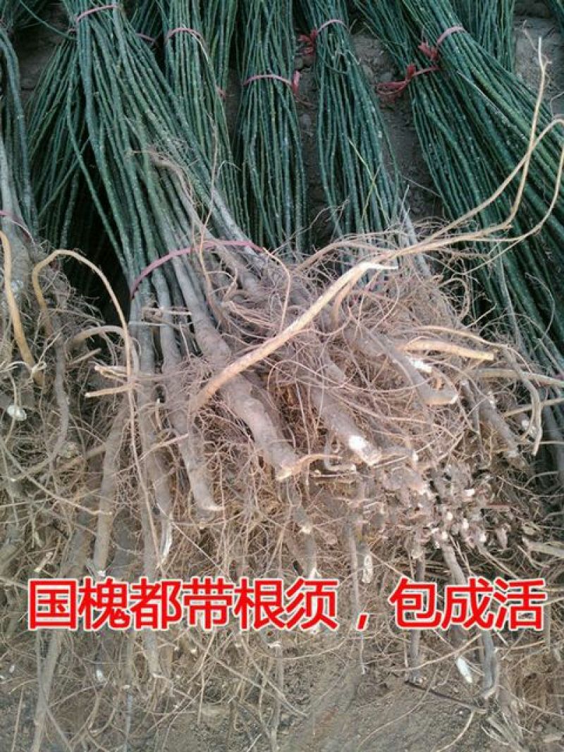 国槐6~8cm6~8cm1~2米