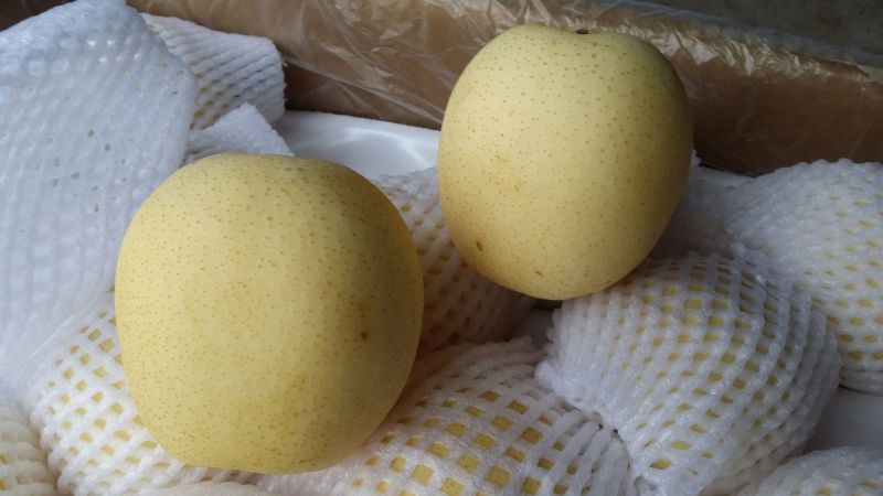 皇冠梨