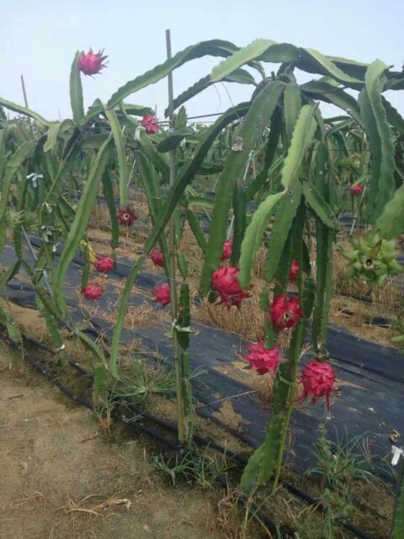 黑皮炮弹冬瓜10斤以上地冬瓜