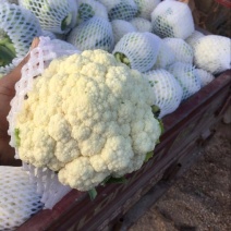 白花菜欢迎实地考察量大，天天有货，全国调货，需要