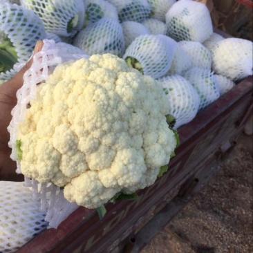 白花菜欢迎实地考察量大，天天有货，全国调货，需要联系