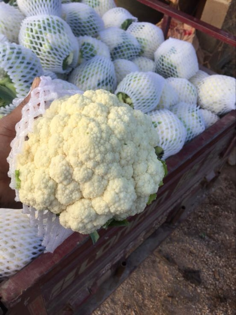 白花菜欢迎实地考察量大，天天有货，全国调货，需要联系