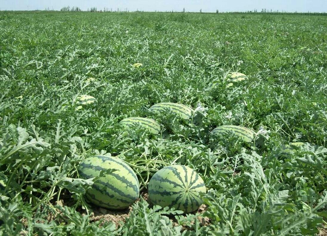 双星西瓜陕西渭南市蒲城县_批发_供应-一亩田