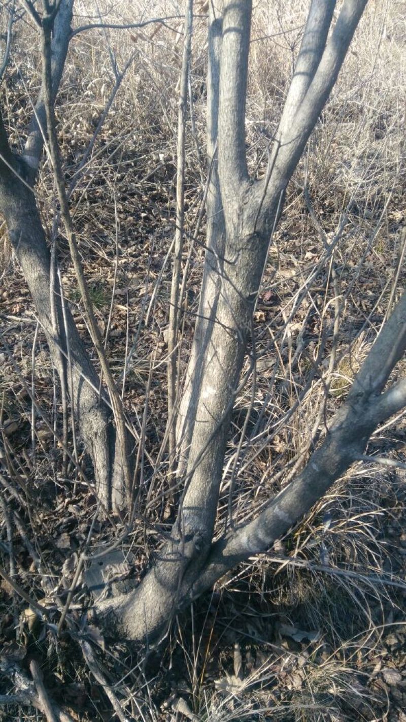 黄栌6~8cm3~3.5m
