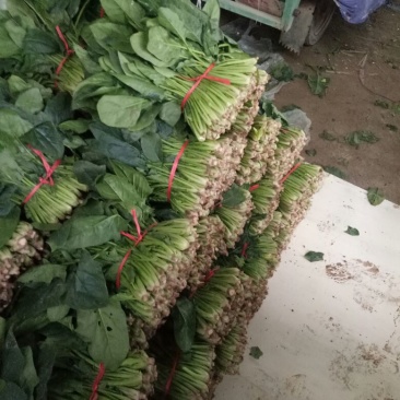 大叶菠菜20~25厘米