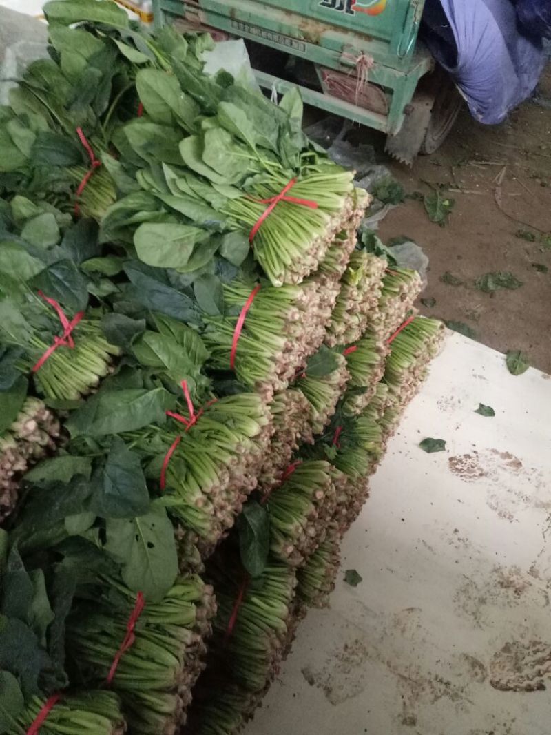 大叶菠菜20~25厘米