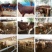 牛犊400~500kg