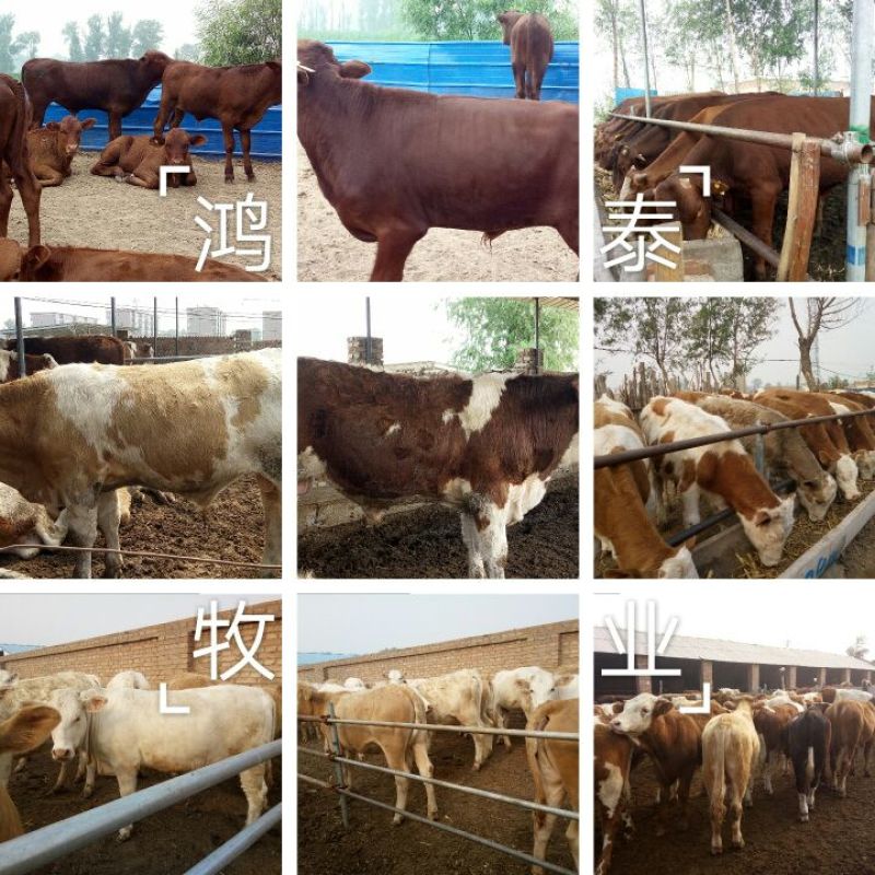 牛犊400~500kg