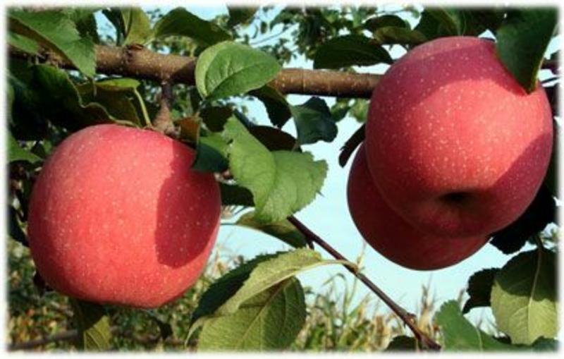 【有好货】河南华硕苹果苗1.5米现挖现卖全国可发货