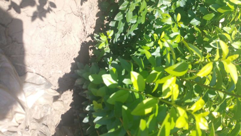 金叶女贞4cm以下