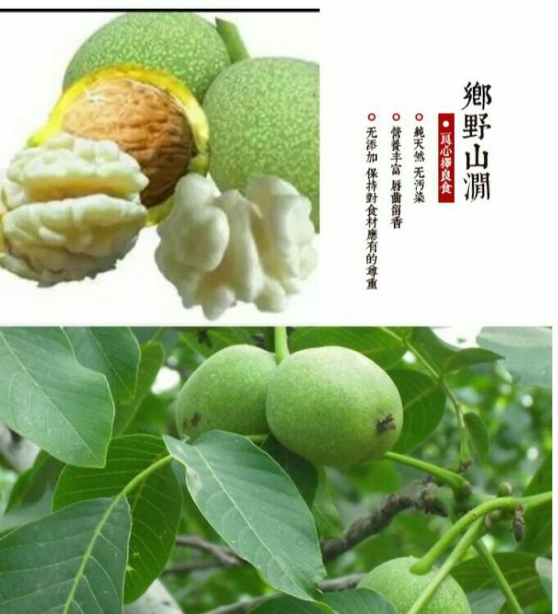 青皮核桃青皮